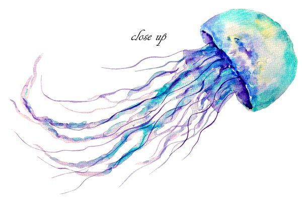 jellyfish clipart watercolor pencil