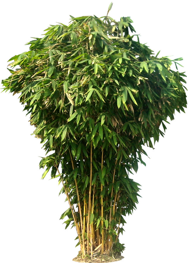 jungle clipart bamboo
