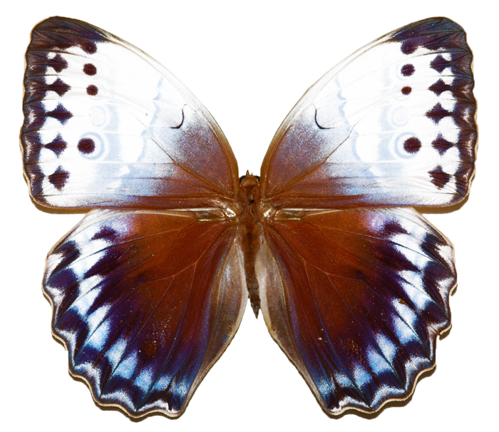jungle clipart butterfly