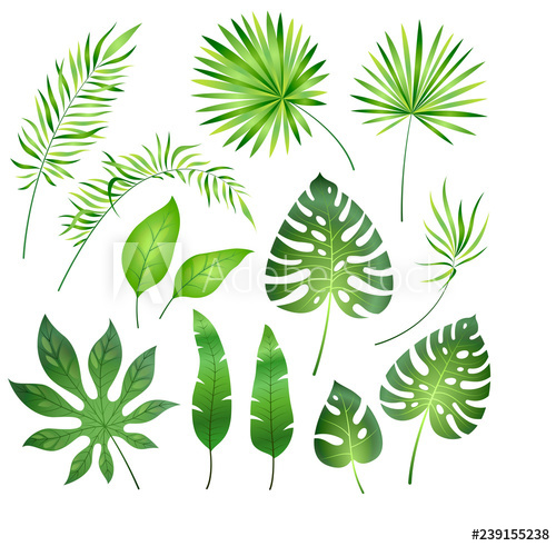 Jungle clipart ferns, Jungle ferns Transparent FREE for download on ...