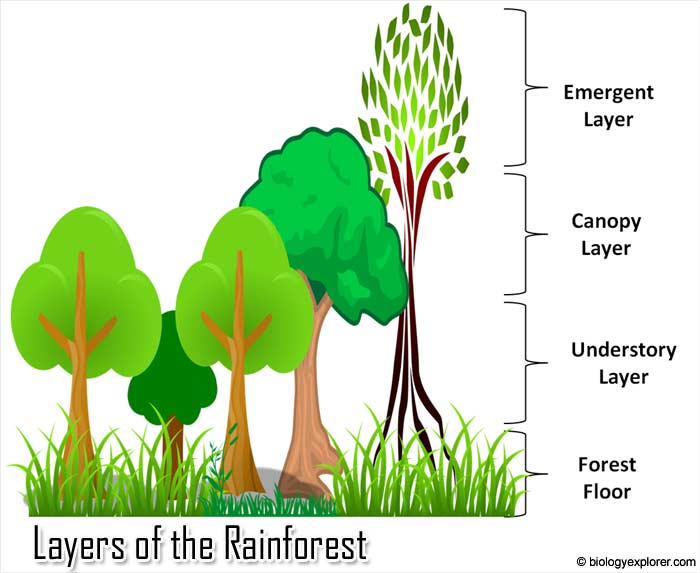 rainforest clipart diverse