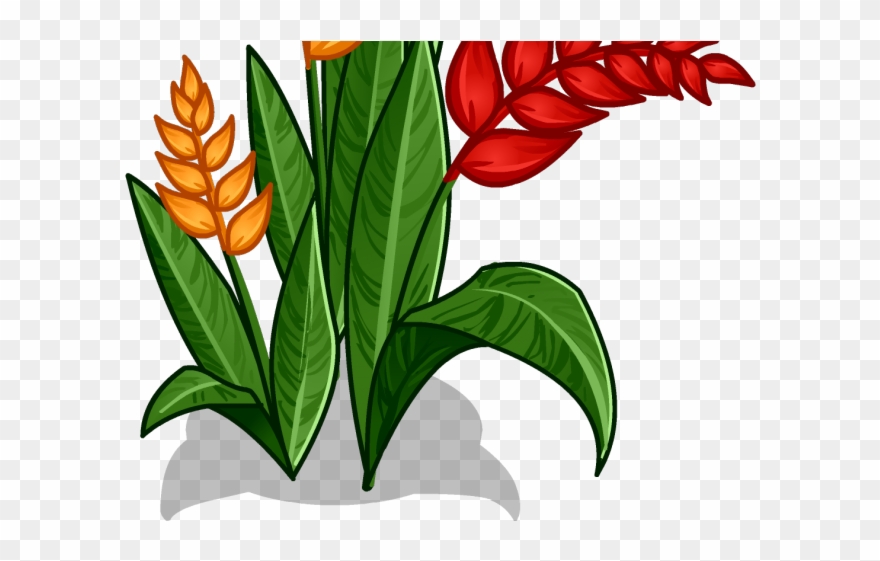 Jungle clipart jungle flower. Red png download 