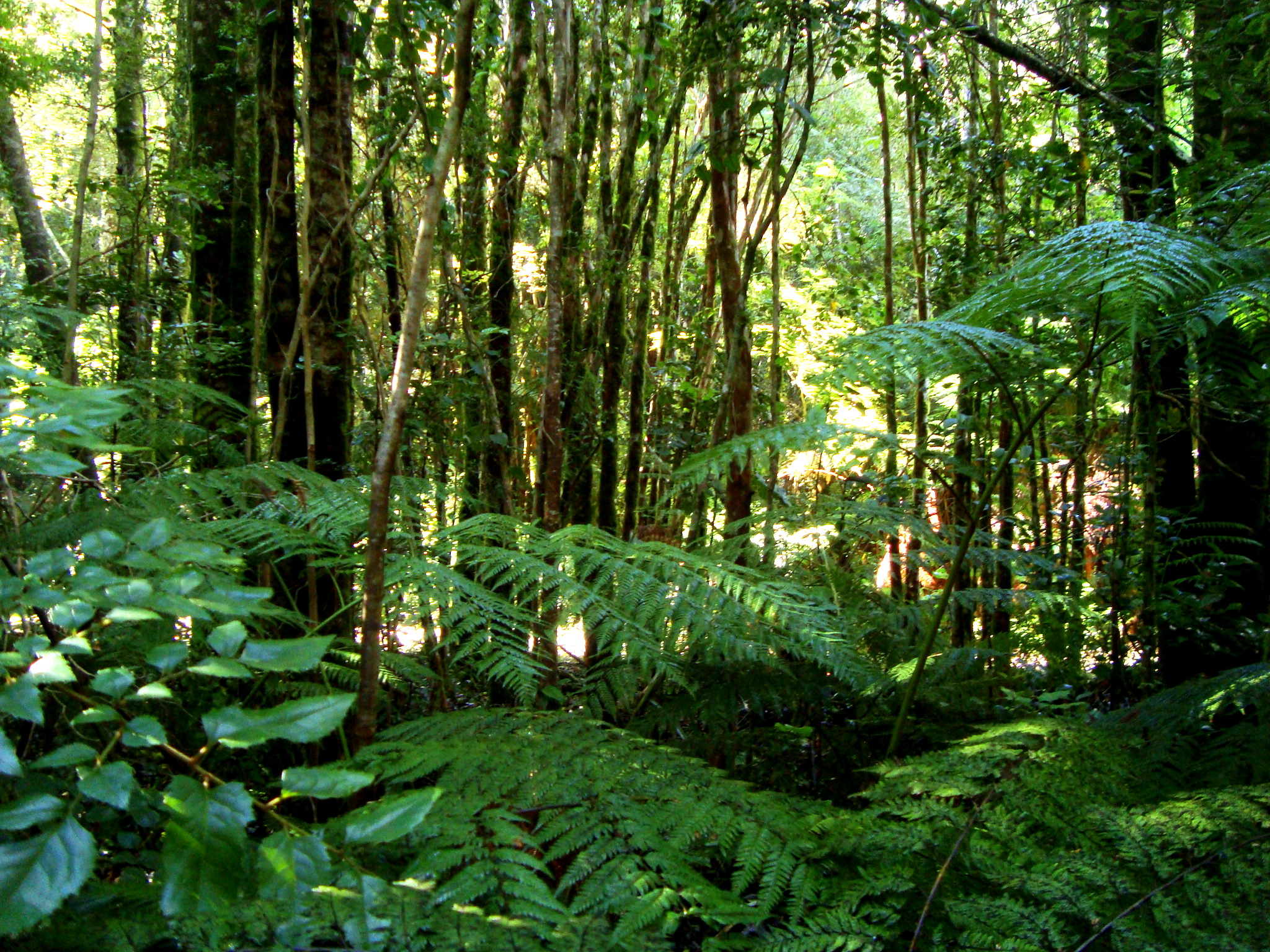 Valdivian rain forest wikipedia. Jungle clipart temperate rainforest