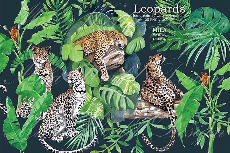 Jungle clipart trip. Leopards watercolor clip art