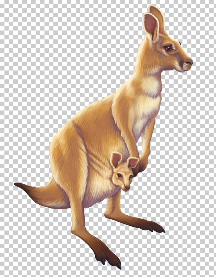 Australia png . Kangaroo clipart animal australian