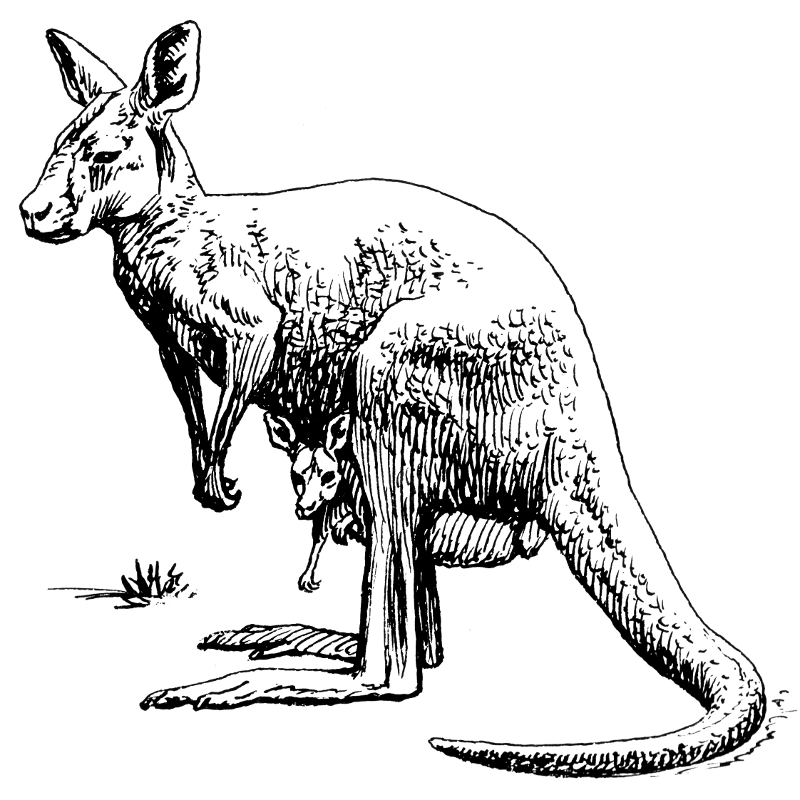 Free clip art image. Kangaroo clipart gnu