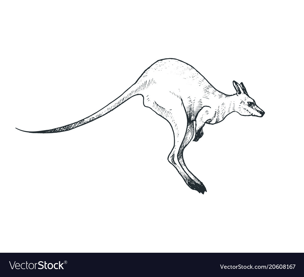 kangaroo clipart jpeg