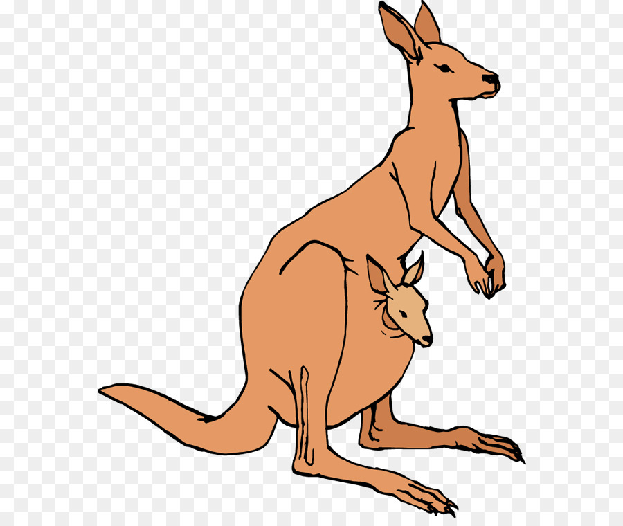 Koala cartoon graphics wildlife. Kangaroo clipart kangaroo joey