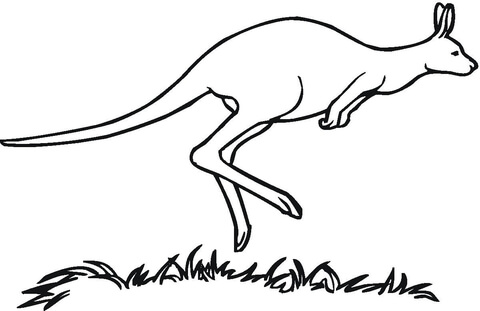 kangaroo clipart printable