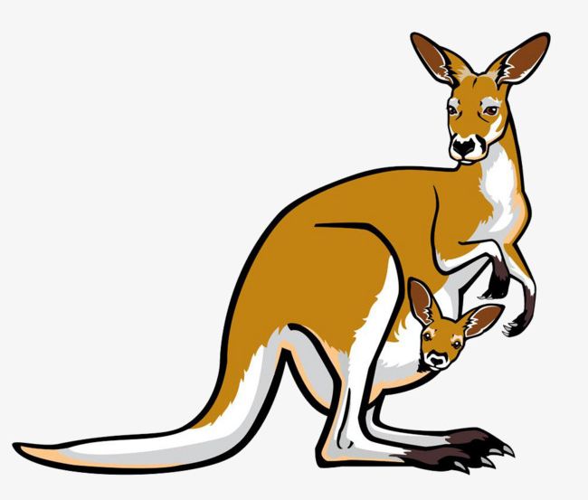 kangaroo clipart real animal
