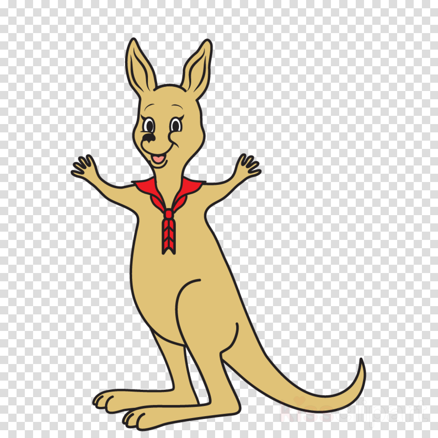 kangaroo clipart real animal