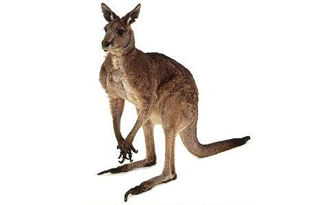 kangaroo clipart realistic