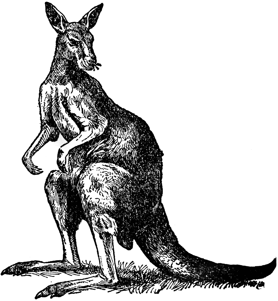 kangaroo clipart realistic animal