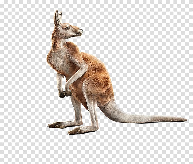 kangaroo clipart realistic animal