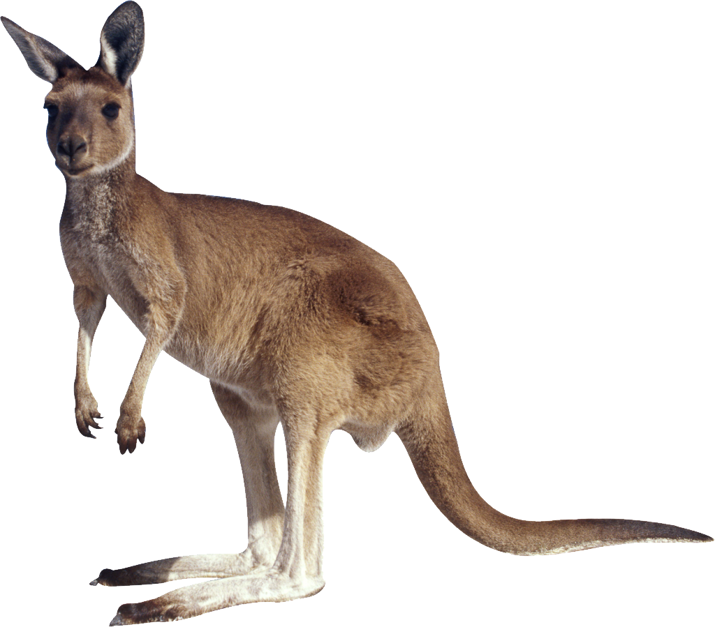 kangaroo clipart transparent background