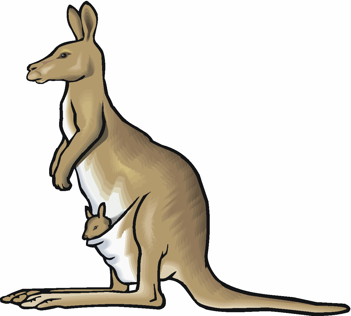 kangaroo clipart two