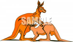 kangaroo clipart two