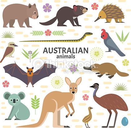 kangaroo clipart wildlife australian