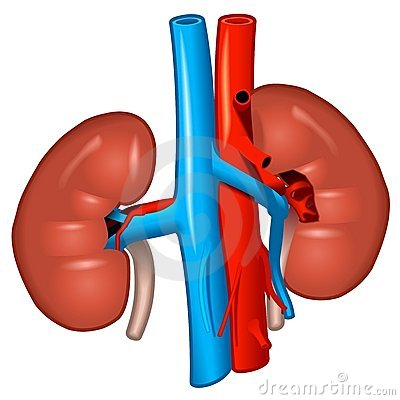 Free panda images kidneyclipart. Kidney clipart