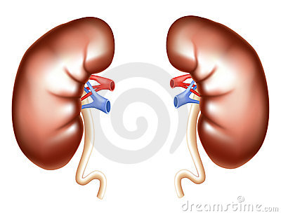 Kidney clipart. Free panda images kidneyclipart
