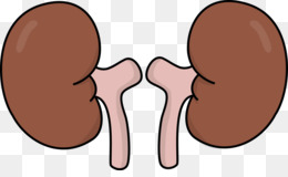 Cliparts office free download. Kidney clipart