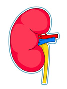 Kidney clipart. Search results for clip
