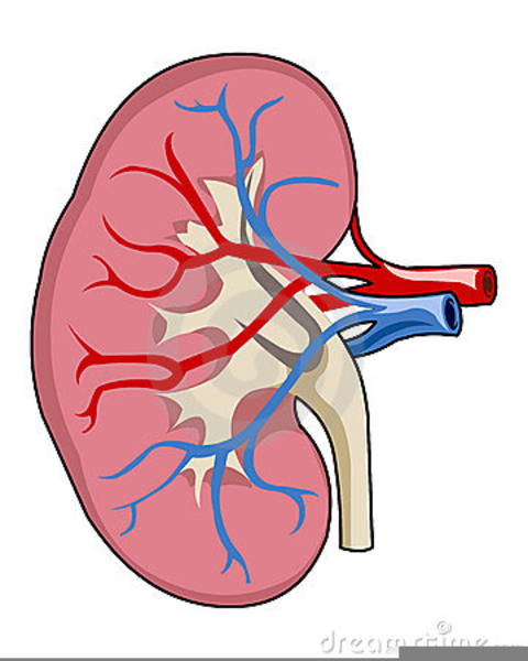 Human free images at. Kidney clipart