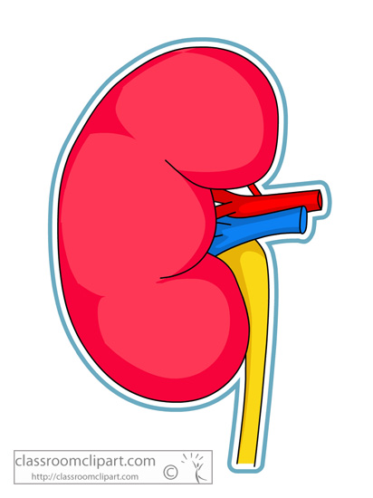Kidney clipart. Free right cliparts download
