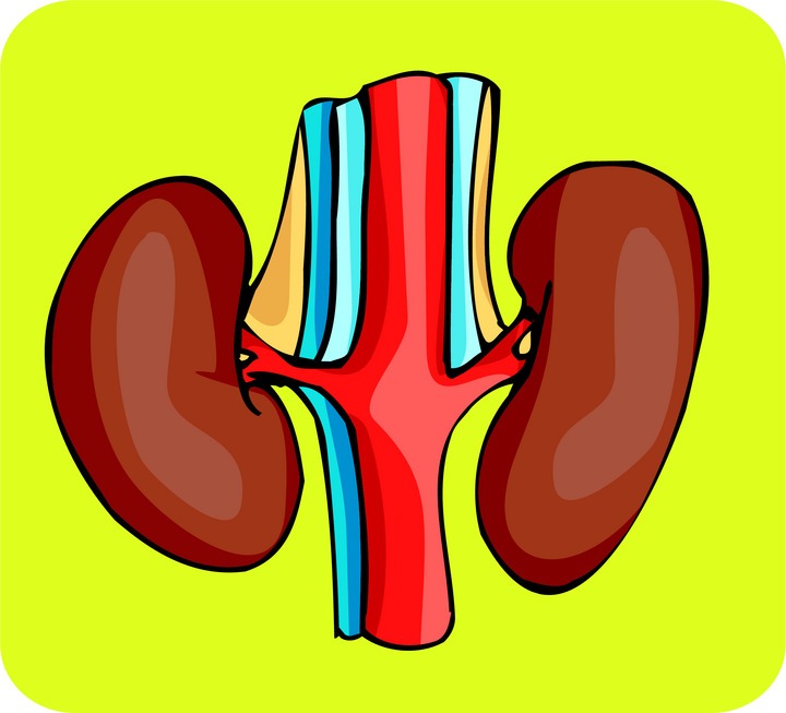 Free right cliparts download. Kidney clipart