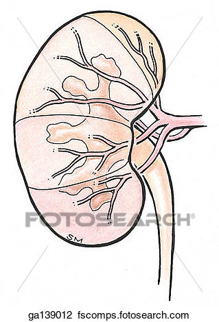 kidney clipart anterior