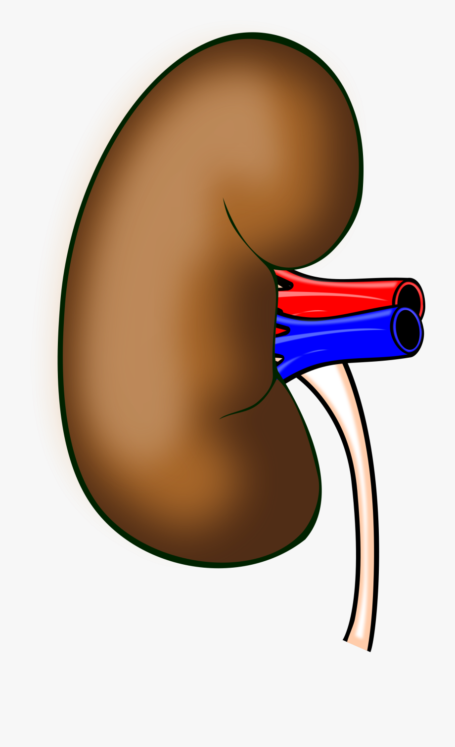 kidney clipart anterior