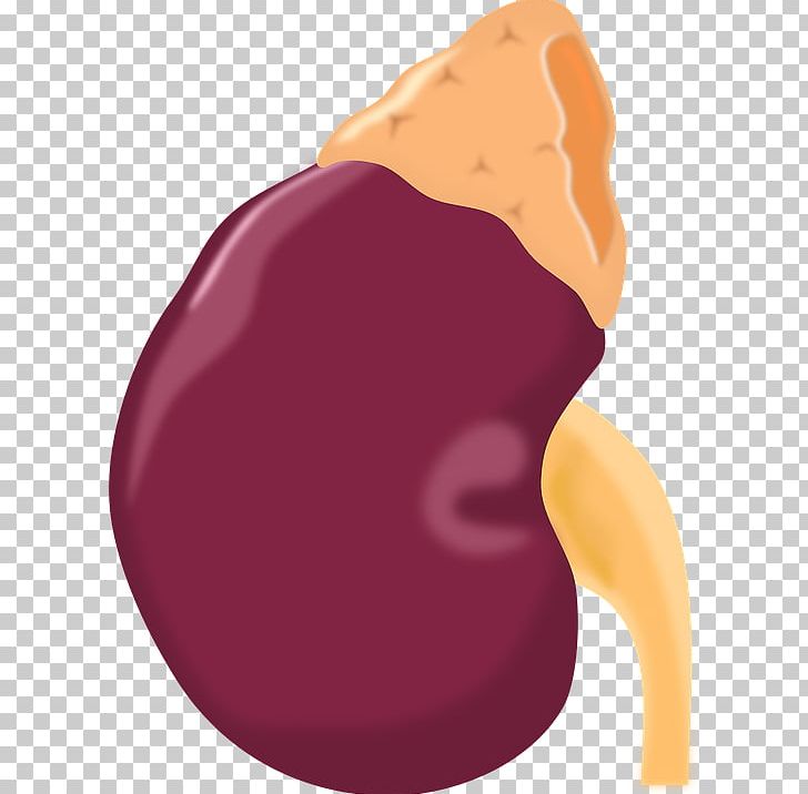 Stone png anatomy human. Kidney clipart bean counter