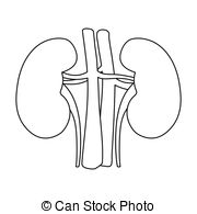 kidney clipart black and white
