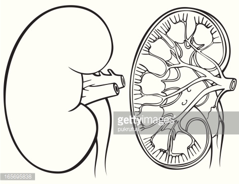 kidney clipart black and white