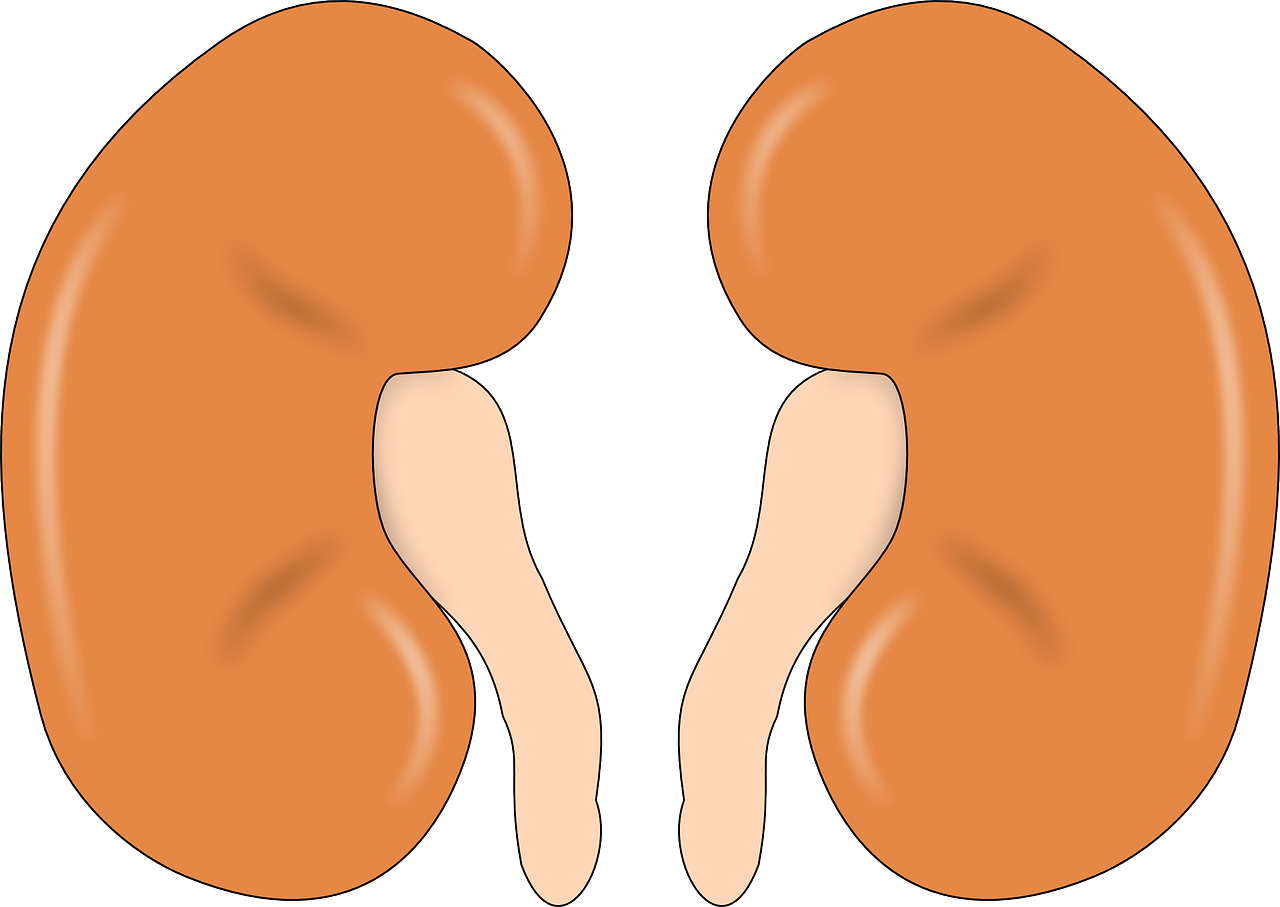 kidney clipart blank