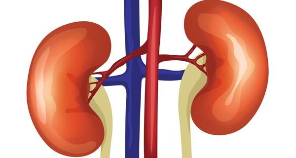 kidney clipart body