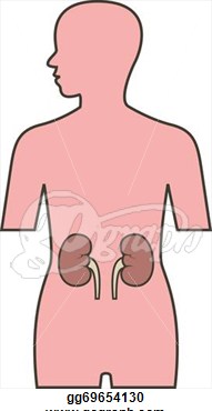 kidney clipart body