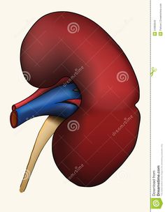kidney clipart broken