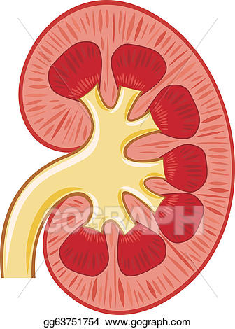 Vector art human medicine. Kidney clipart broken