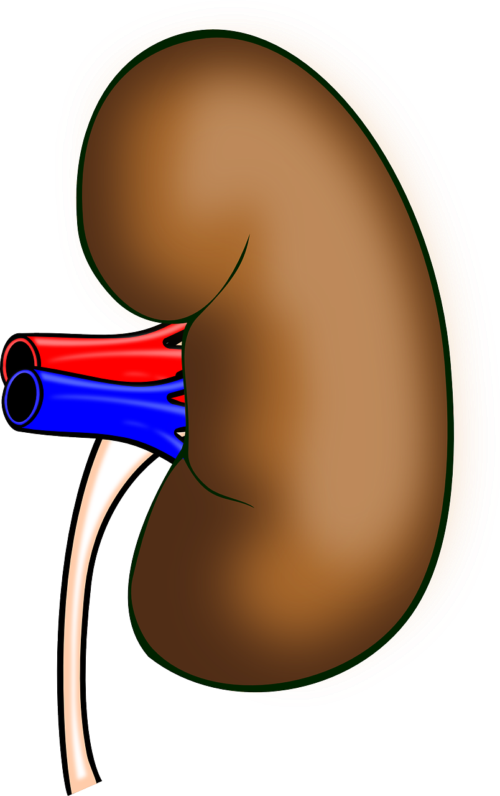Janethewriter writes march as. Kidney clipart broken