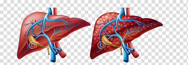 Kidney clipart cirrhosis. Liver human body diagram