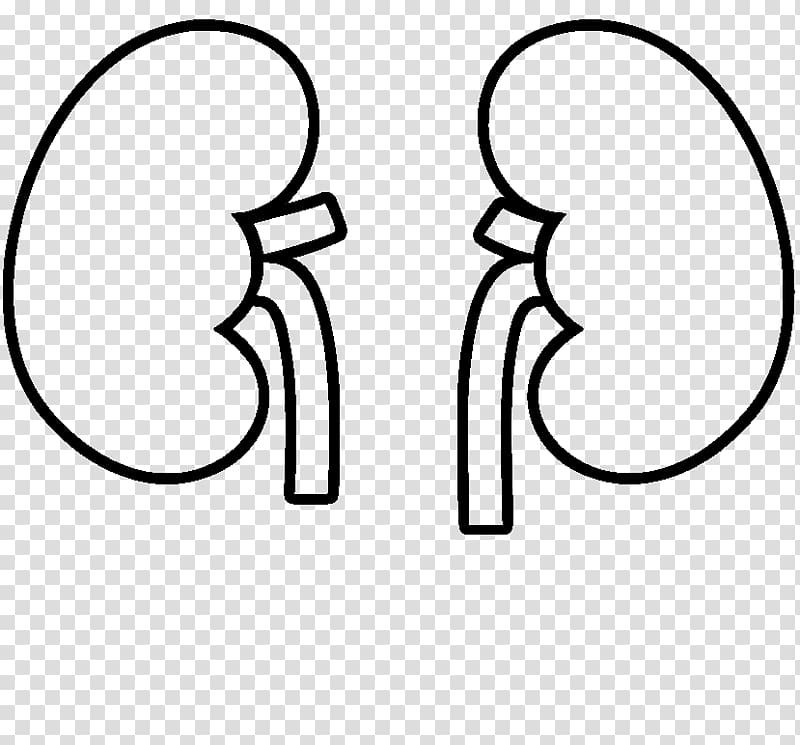 kidney clipart drawing