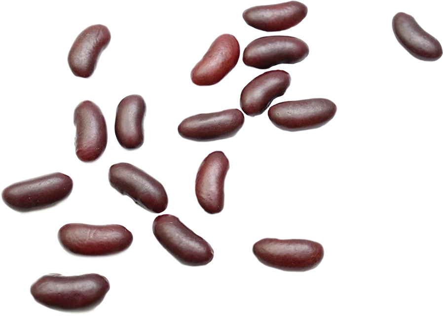 kidney clipart dry bean