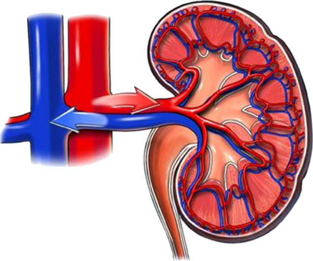 kidney clipart human kidney