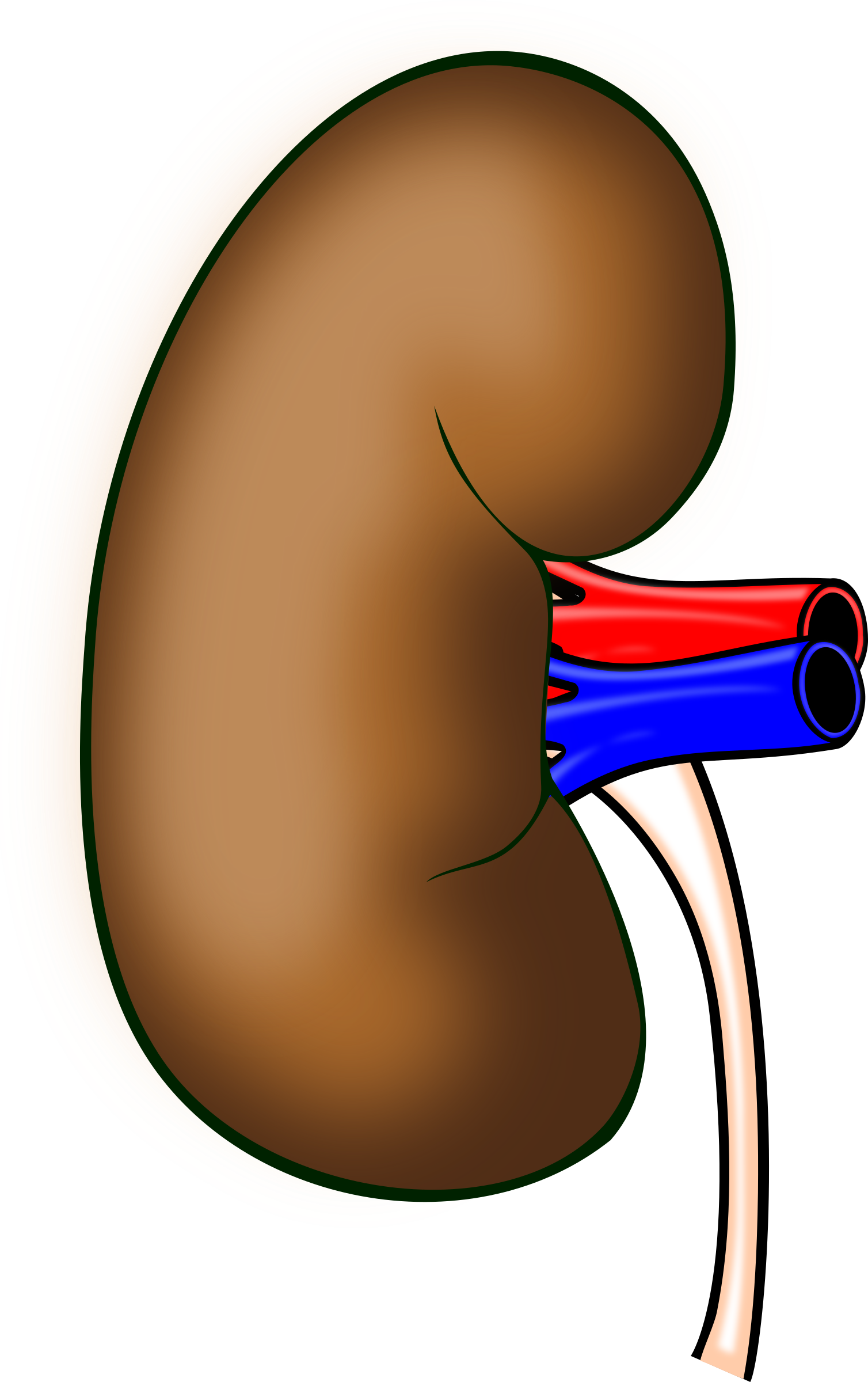 kidney clipart human kidney