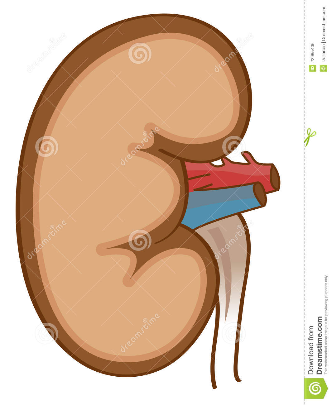 kidney clipart kid