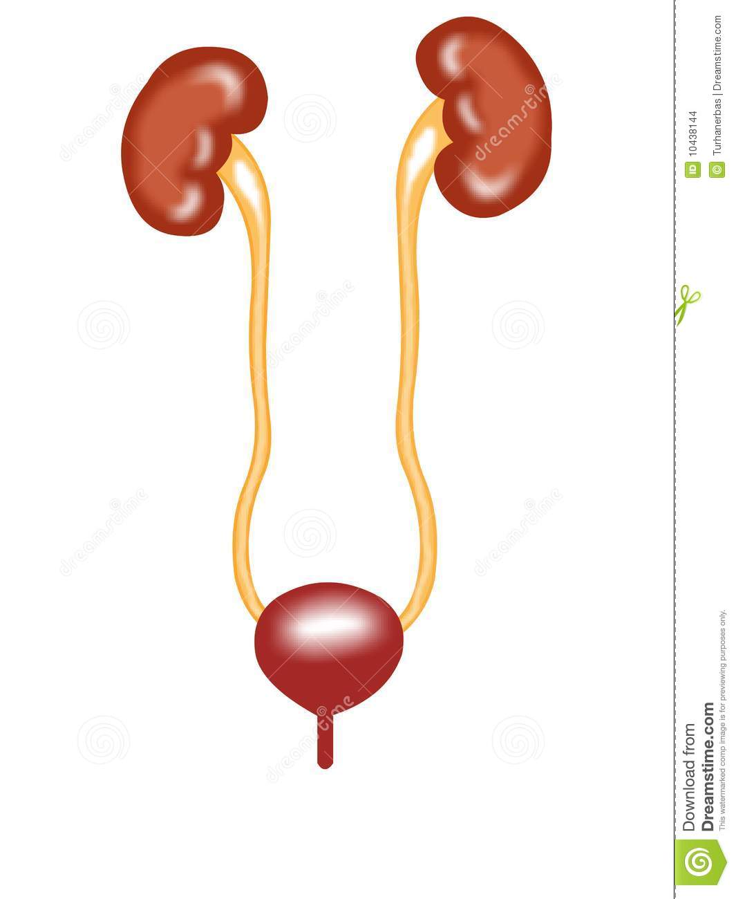 kidney clipart kidney bladder