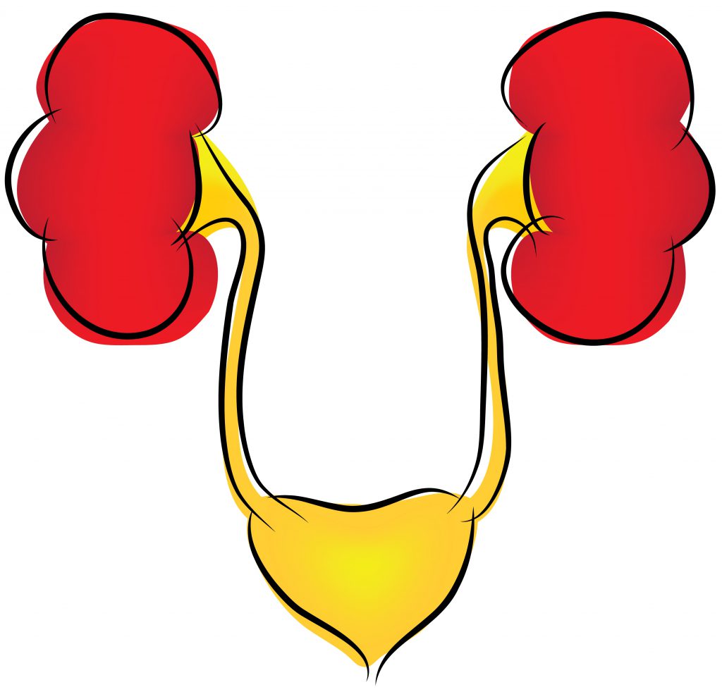 kidney clipart kidney bladder