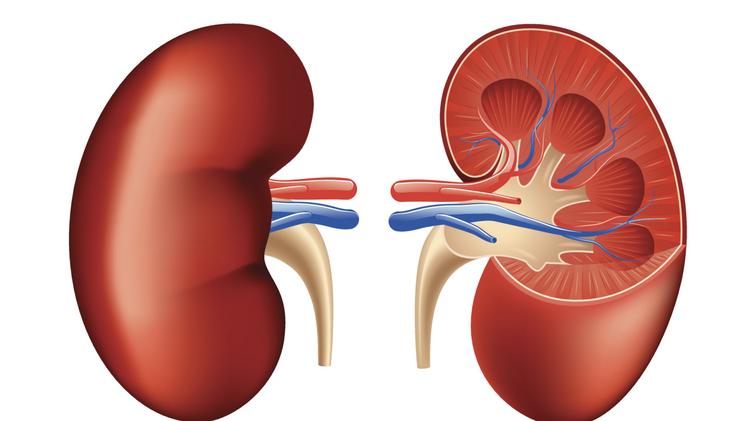 kidney clipart kidney damage