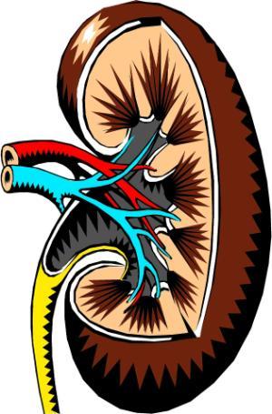 kidney clipart kidney damage